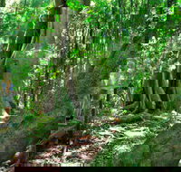 Mary Cairncross Scenic Reserve - Brisbane Tourism