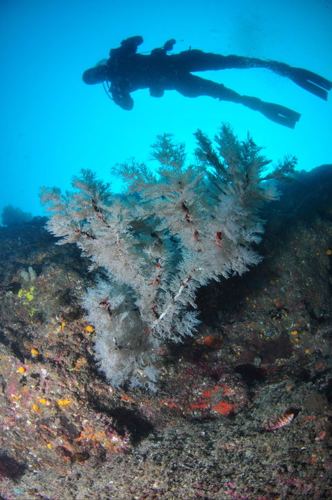 Middle Reef Dive Site - Brisbane Tourism 1