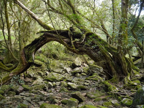 Mitchell River Walking Track - Tourism Brisbane 0