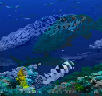 Osprey Reef - Tourism Brisbane