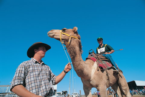 Outback Camel Festival Trail - Tourism Brisbane 1