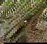 Palm Forest Walking Track - Brisbane Tourism