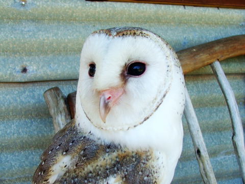 Raptor Domain - Tourism Brisbane 1
