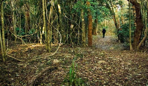 Sand Track Walk (north) - Tourism Brisbane 0