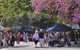 Sunshine Coast Arts And Crafts Drive - thumb 1