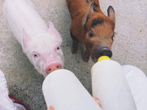 Swan Valley Cuddly Animal Farm - Brisbane Tourism 0