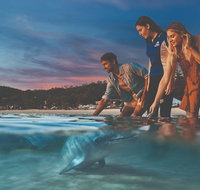 Tangalooma Wild Dolphin Feeding - Tourism Brisbane