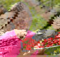 The Super Strawberry - Brisbane Tourism