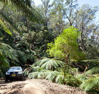 Wadbilliga Road drive - Tourism Brisbane