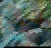 Whale Bommie Dive Site - Tourism Brisbane