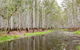 Wonga Wetlands - thumb 0