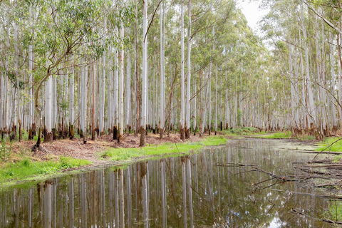 Wonga Wetlands - Tourism Brisbane 0