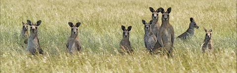 Woodlands Historic Park - Brisbane Tourism 0