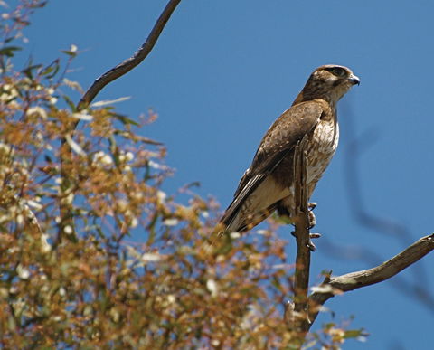 Woodlands Historic Park - Brisbane Tourism 1