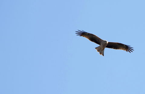 Yanga Lake Red Gum Bird Hide - Tourism Brisbane 0