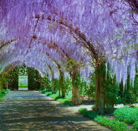 Alowyn Gardens and Nursery - Tourism Brisbane