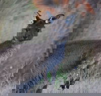 Beyeria Walk - Tourism Brisbane