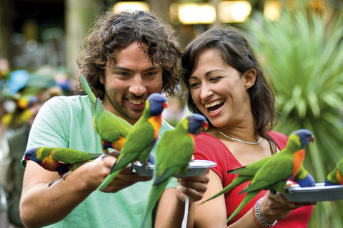 Currumbin Wildlife Sanctuary - Tourism Brisbane 0