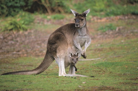 Donnelly River - Tourism Brisbane 0