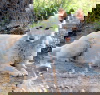 Durong Dingo Sanctuary - Tourism Brisbane