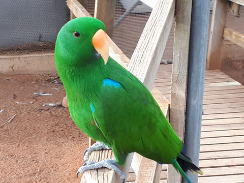 Eyre Reptile & Wildlife Park - Tourism Brisbane 0