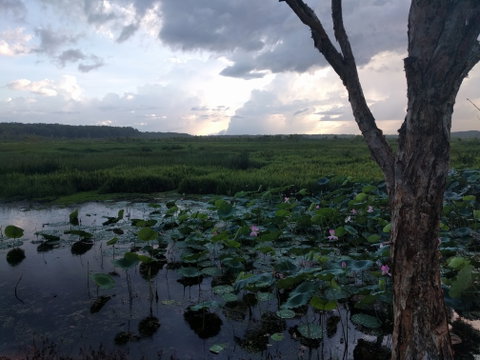 Fogg Dam Conservation Reserve - Tourism Brisbane 0