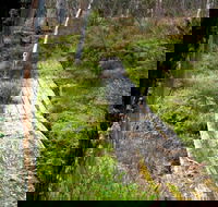 Gloucester Tops circuit - Tourism Brisbane