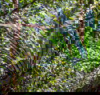 Great North walk - Palm Grove Nature Reserve - Brisbane Tourism
