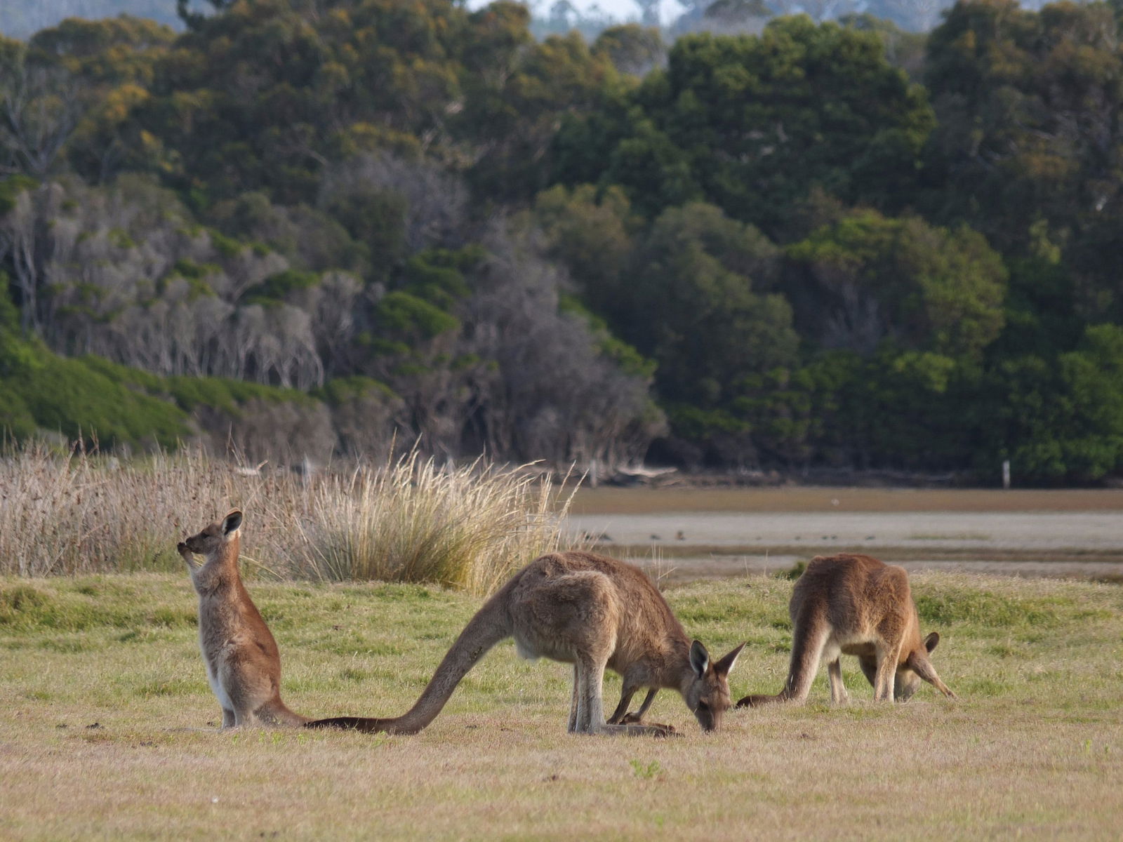 Bakers Beach TAS Tourism Brisbane