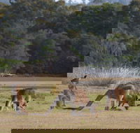 Great Nature Trail - Tourism Brisbane