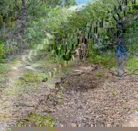 Kangaroo River Walking Track - Brisbane Tourism