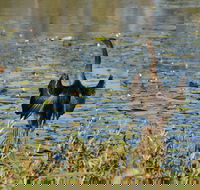 Lake Apex Park - Tourism Brisbane