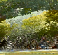 Lone Pine Koala Sanctuary - Tourism Brisbane