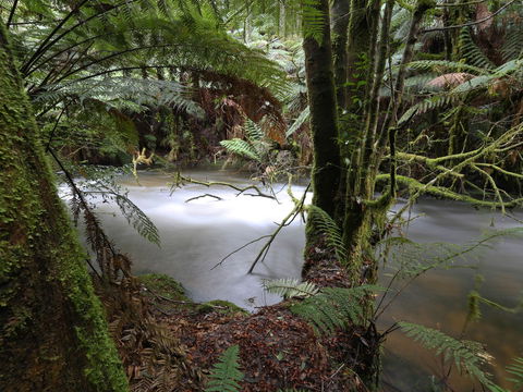 Marriotts Falls And Junee Caves - Tourism Brisbane 0