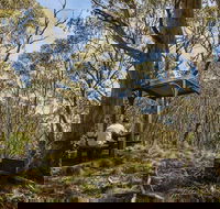 Mount Barrington picnic area - Tourism Brisbane