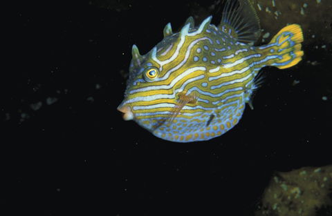 Mushroom Reef Marine Sanctuary - Brisbane Tourism 0