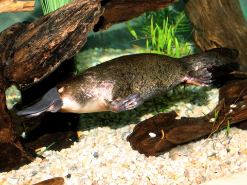Platypus House - Tourism Brisbane 0