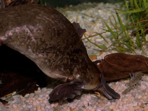 Platypus House - Tourism Brisbane 1