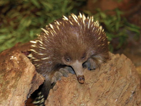 Platypus House - Tourism Brisbane 2