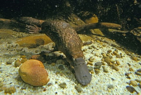 Platypus Pool - Brisbane Tourism 0