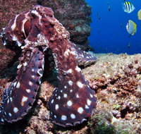 Smith Rock Dive Site - Tourism Brisbane