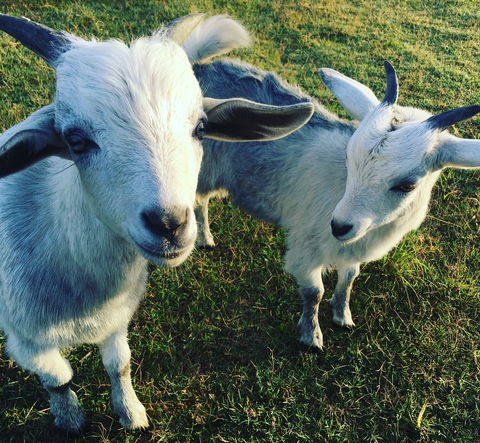 Splitters Farm - Tourism Brisbane 0