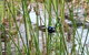 Swainsona Reserve - thumb 1
