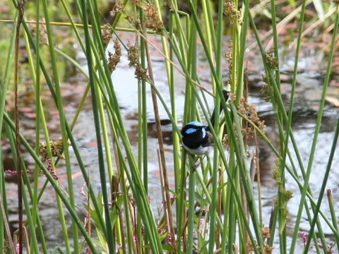 Swainsona Reserve - Tourism Brisbane 1
