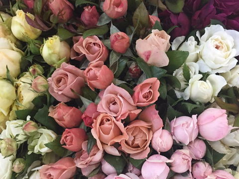 Sydney Flower Market - Tourism Brisbane 0