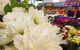 Sydney Flower Market - thumb 1