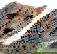 Tasmania Zoo - Tourism Brisbane