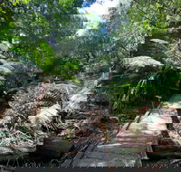 Wirrawilla Rainforest Walk - Tourism Brisbane