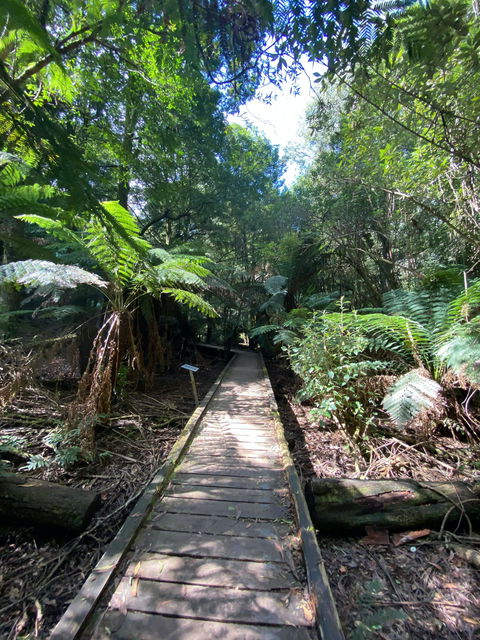 Wirrawilla Rainforest Walk - Tourism Brisbane 0