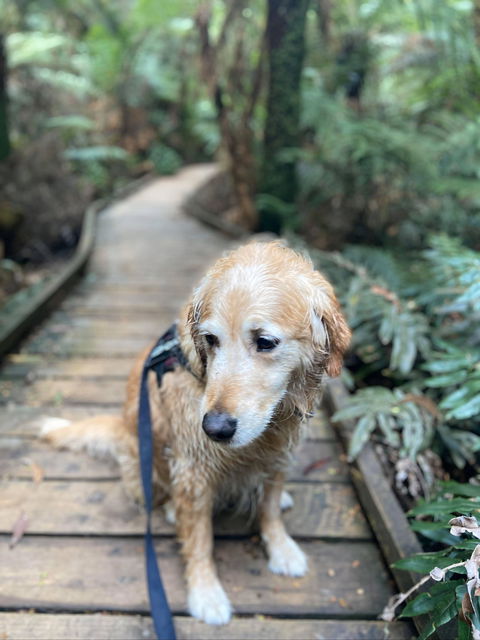 Wirrawilla Rainforest Walk - Tourism Brisbane 1
